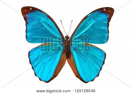 Closeup shot of blue butterfly (Morpho Menelaus) isolated on white background.