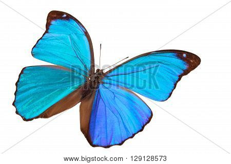 Closeup shot of blue butterfly (Morpho Menelaus) isolated on white background.