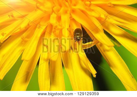 close up of a bug on dandelion flower. Shallow depth of field