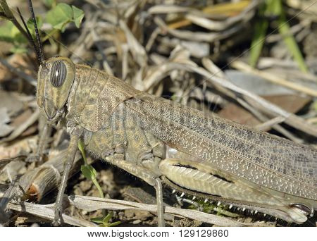 Egyptian Grasshopper - Anacridium aegyptium Closeup showing Striped Eye