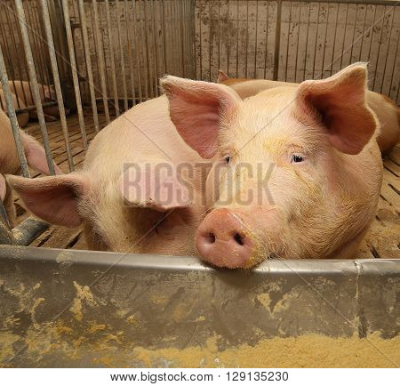 Fat Pigs In A Sty On A Farm