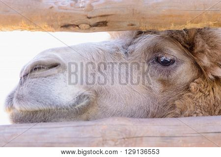 Bactrian Camel Animal