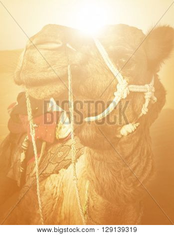 Camel in the Thar Desert Concept