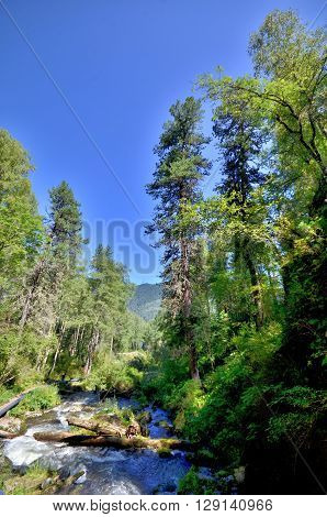 View of the River Great Estyube with fallen trees after Hurricane Altai Republic