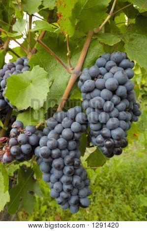Uva nera