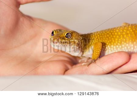 Leopard Gecko Pet