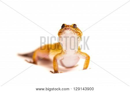 Leopard Gecko Pet