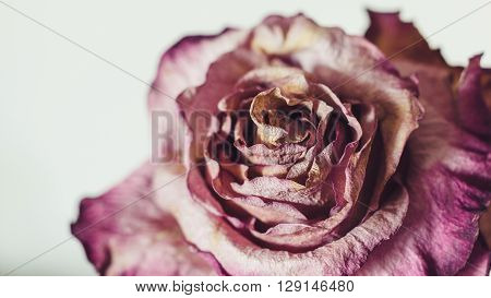 Dried rose on white background. Dried rose on white background