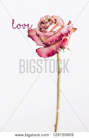 Dried rose on white background. Dried rose on white background