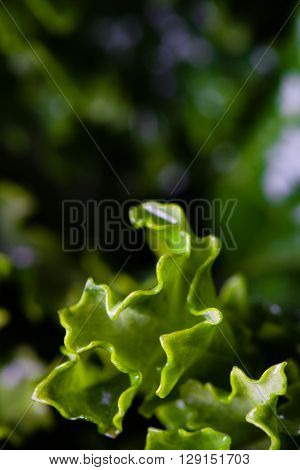 Big close-up on green leaves of kale.