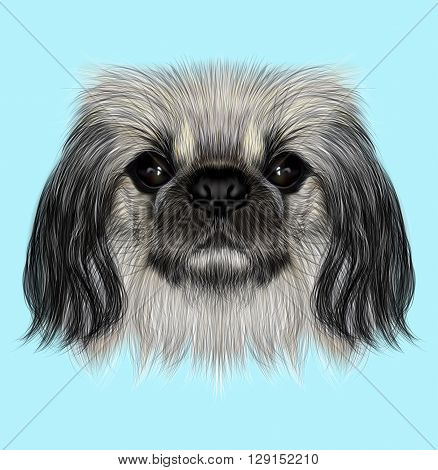 Illustrated portrait of Pekingese dog. Cute fluffy face of Pekingese dog on blue background
