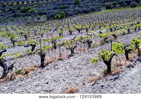 Vineyards in flowers in the Cretan campaign in Greece.