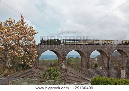 A green steam train with brown and cream coloured coaches passes over the many arches of a viaduct on the South Devon coast with a Magnolia tree in full bloom in the foreground