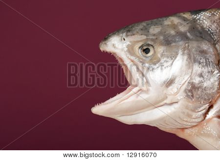 신선한 연어