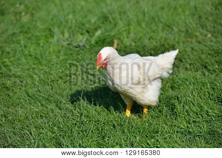 Picture Of A White Feathers Chicken Standing In A Green Grass And Searcing For Food. Life At The Far