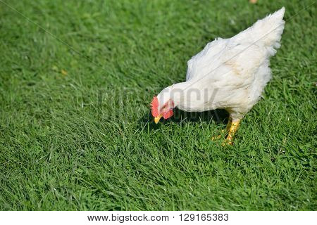 Picture Of A White Feathers Chicken Standing In A Green Grass And Searcing For Food. Life At The Far