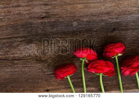 posy of red buds of ranunculus flowers on wooden nackground