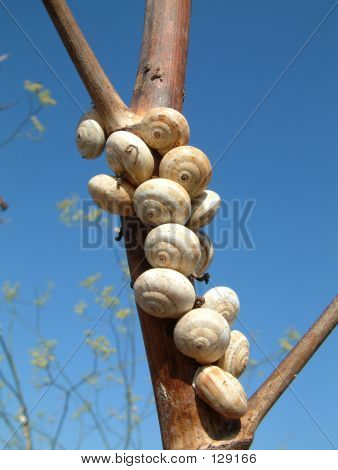 Salyangoz