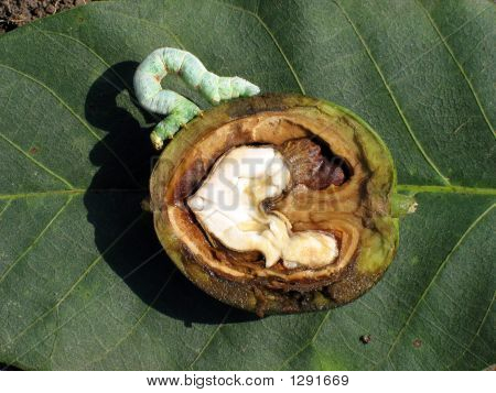 Caterpillar