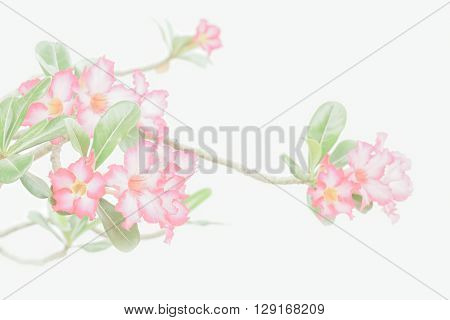 Close up pink flower on white background