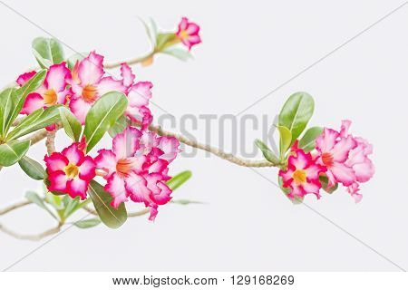 Close up pink flower on white background