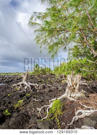 Roots On Lava