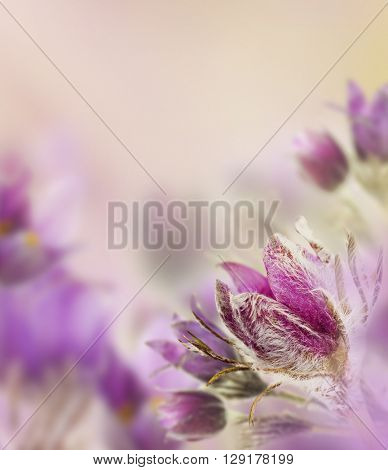Beautiful flowers with meadow flower and blurred background