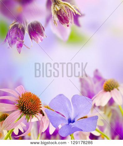 Beautiful flowers with meadow flower and blurred background