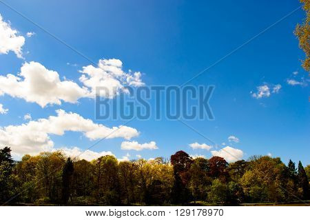 A blue sky with some clouds on the left and beautiful spring colored trees at the bottom