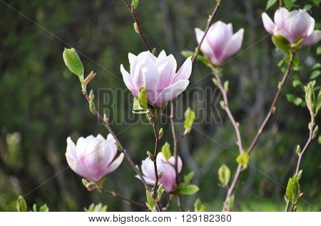 Beautiful Magnolia blooming in Aptekarskiy Garden in Moscow
