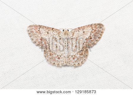 Geometrid Moth On White Screen