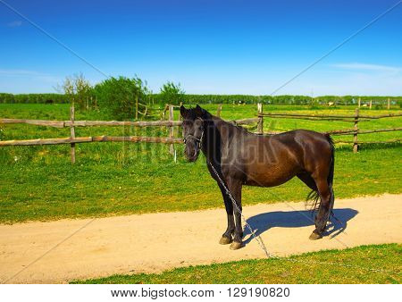 beautiful rural horse grazing near the road
