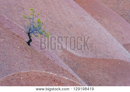 Alone tree on sand dunes in Cappadocia, Turkey