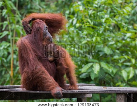 Orangutan sitting on a wooden platform in the background of green leaves