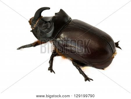 beautiful rhinoceros beetle on a white background