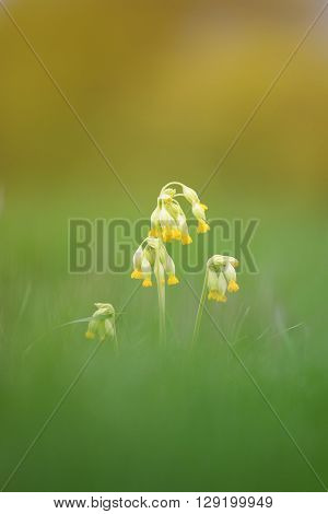 yellow flowers of Primula officinalis are growing on a green meadow in the drops of dew shiny