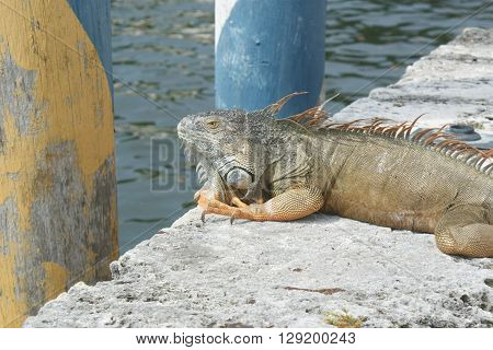 A large green iguana spotted at Viscaya Gardens in Miami, Florida.