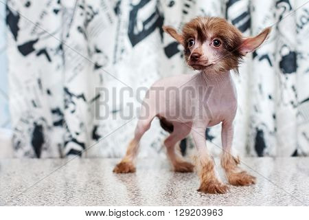 Chinese Crested Pappy