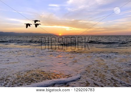 Ocean sunset birds is birds silhouette is three birds in a flight of freedom and inspiration towards a vibrant bright sun against an beautiful orange sunset sky.
