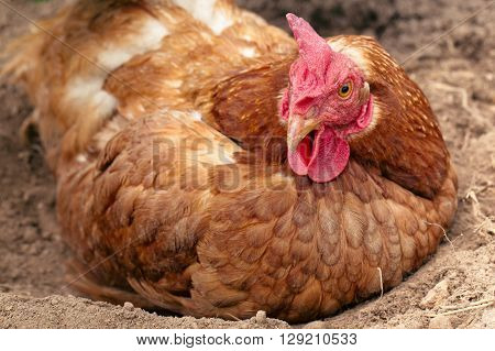Red live chicken lies on the earth. Close up. Chicken lies in the pole which is dug out in the dry friable soil