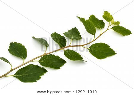 Young leaves on a branch shrub Spirea aguta (Brides wreath) isolated on white