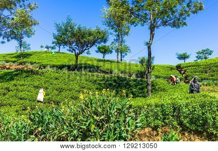 Ramboda Valley Sri Lanka - December 11 2012: Local women working in a field of tea