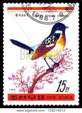 STAVROPOL RUSSIA - APRIL 30 2016: a stamp printed in DPRK shows Saxioola collar gorilla Birds series circa 1988