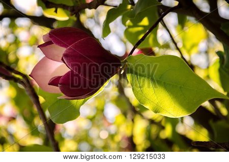 Spring flowering tree beautiful with wonderful flavor and bright large flowers
