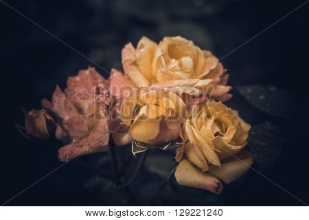 Bush red and yellow roses with dew drops in vintage colors on a dark background
