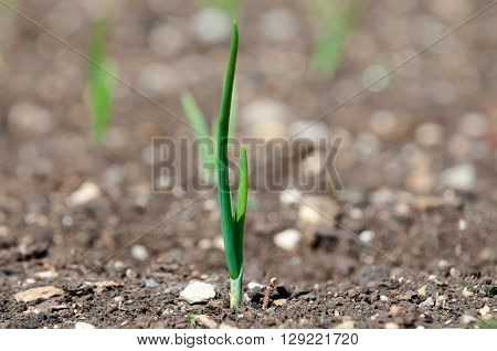 Small green plant shoot growing from dry soil concept for new beginnings