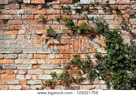Exterior brick wall in sunlilght with damage to tfhe brickwork