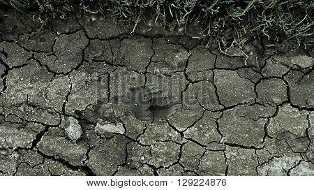 Hidden lone footprint in dry caked mud land marsh