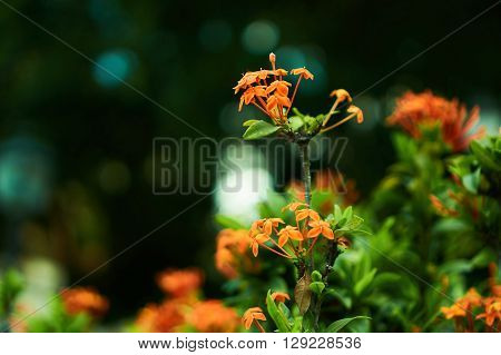beautiful red color flower with blur background