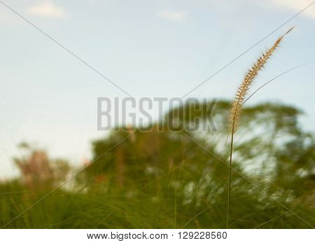Outdoor photo with selective focus on grass in meadow.